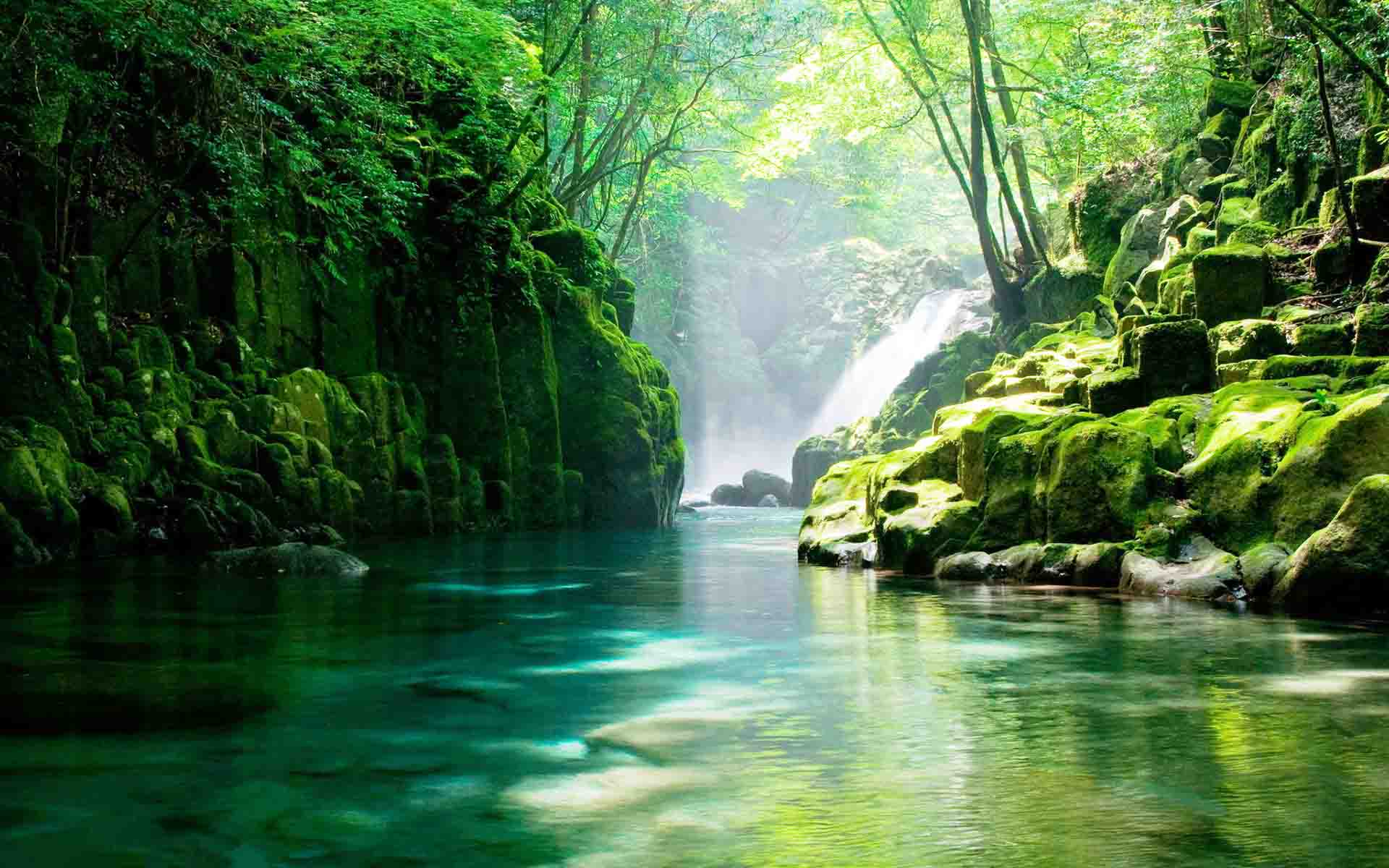 森林生態系統——森林生態系統的主要特征