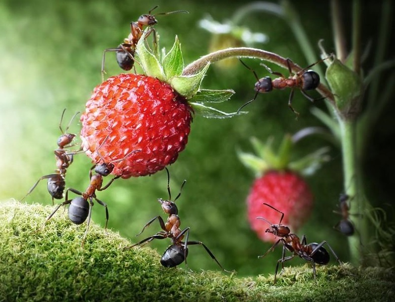 生態系統的物種流動——植物的種子流