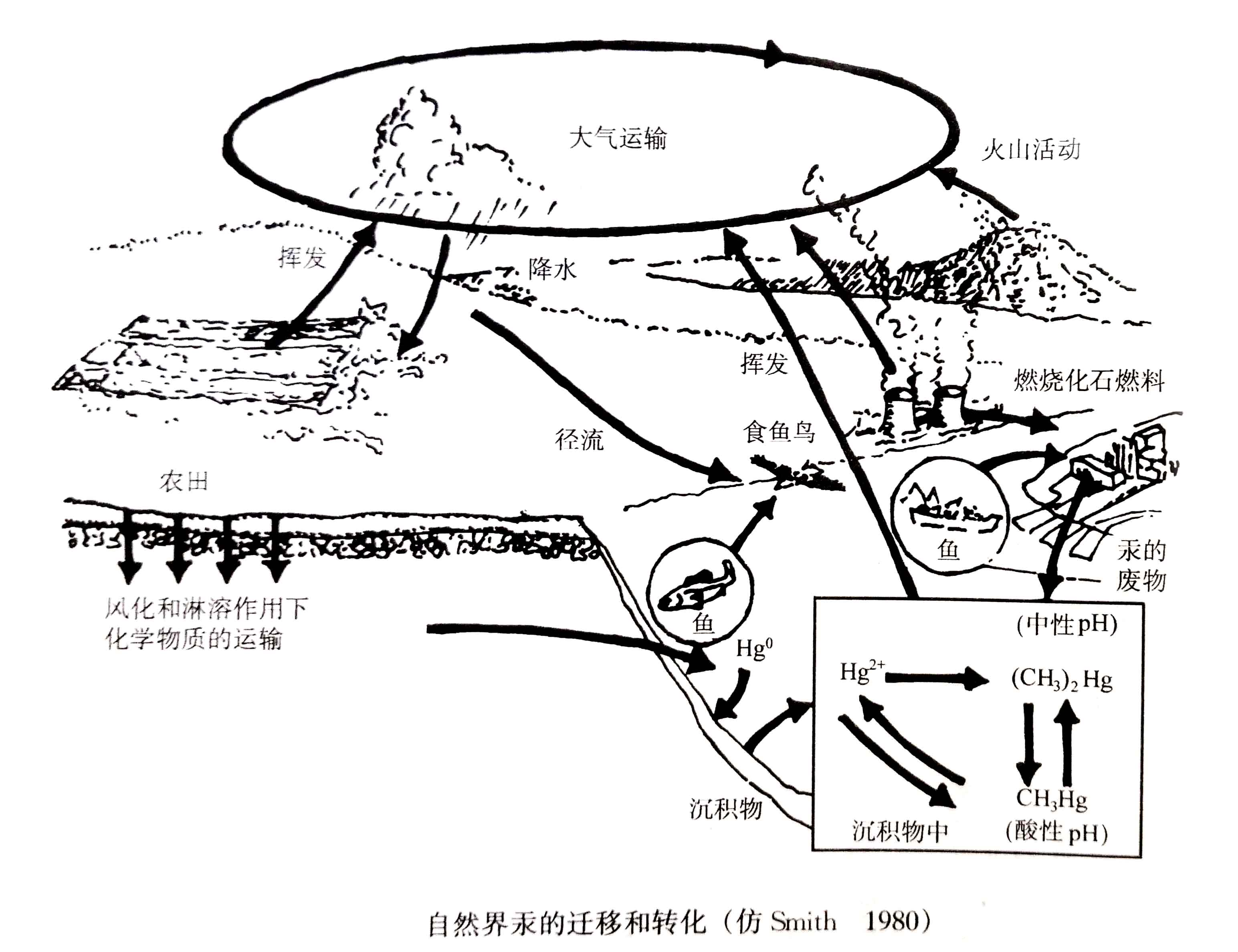 生態系統的物質循環——有毒物質的遷移和轉化