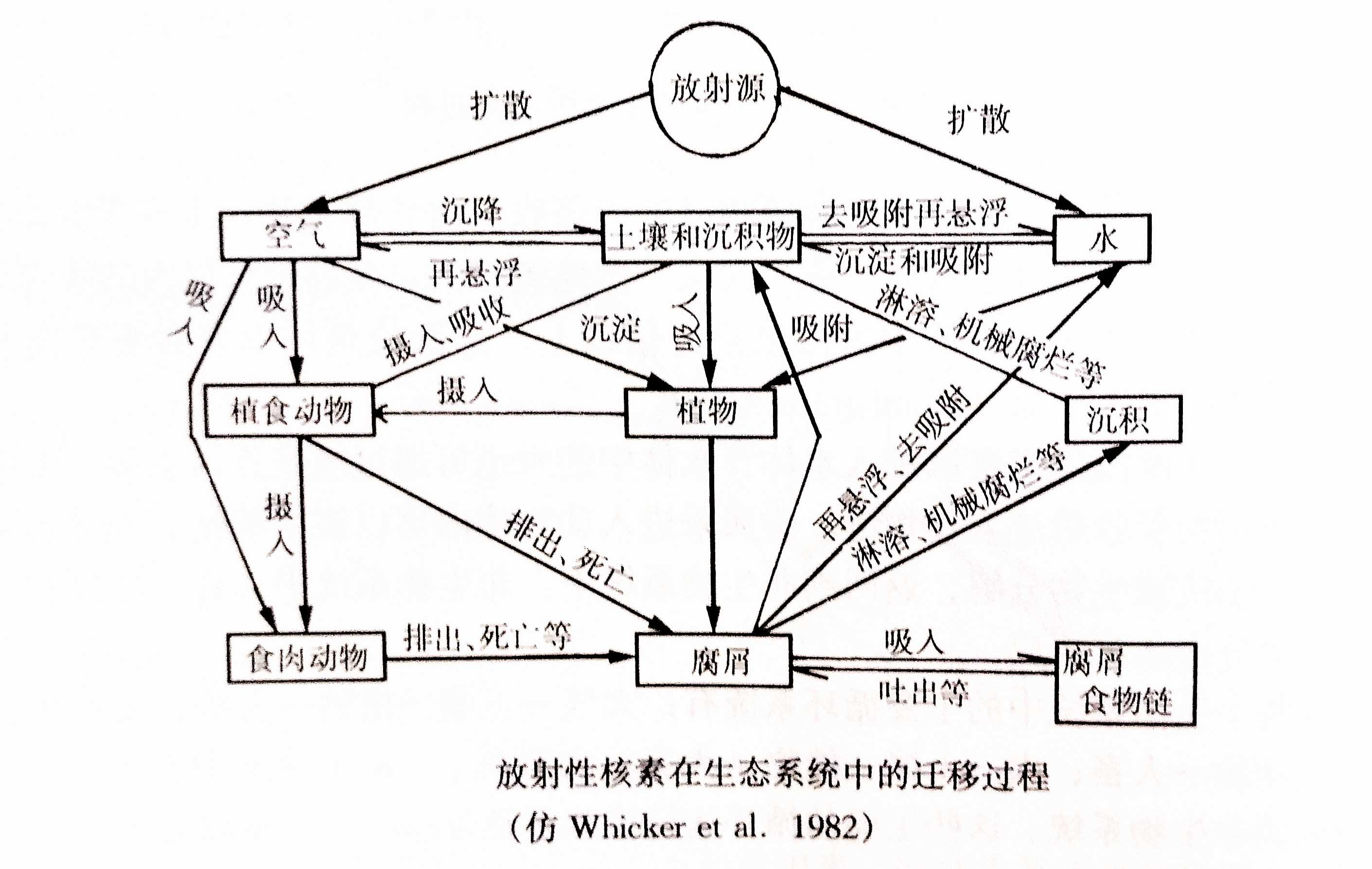 生態系統的物質循環——放射性核素循環