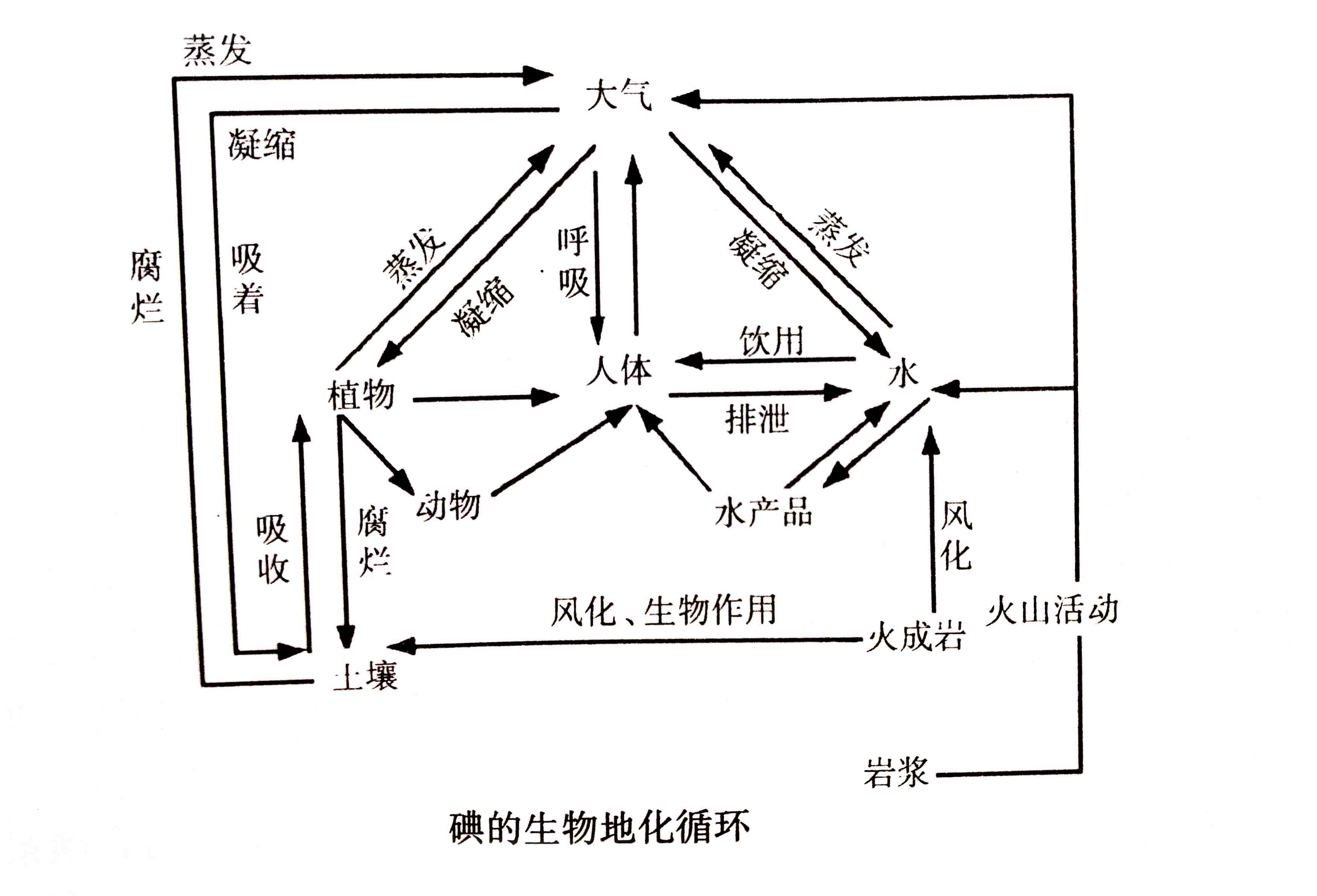 生態系統的物質循環——生物地化循環與人體健康